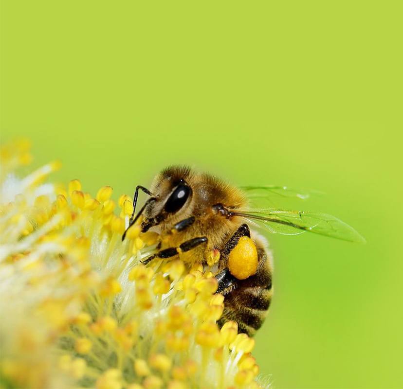 Bee